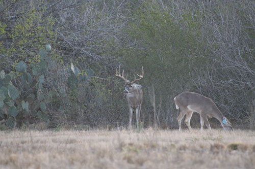 South Texas Brush Country Deer
